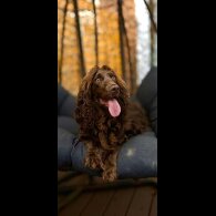 Cockapoo - Bitches