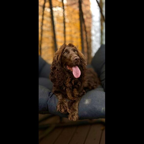 Cockapoo - Bitches