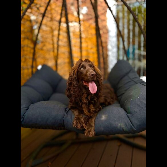 Cockapoo - Bitches