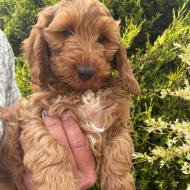 Cockapoo - Both