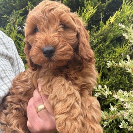 Cockapoo - Both
