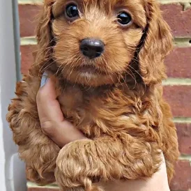 Cockapoo - Both