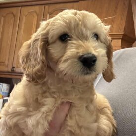 Cockapoo - Dogs