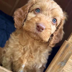 Cockapoo - Dogs
