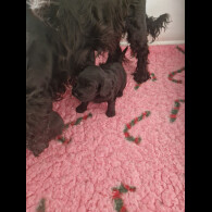 Cockapoo - Bitches