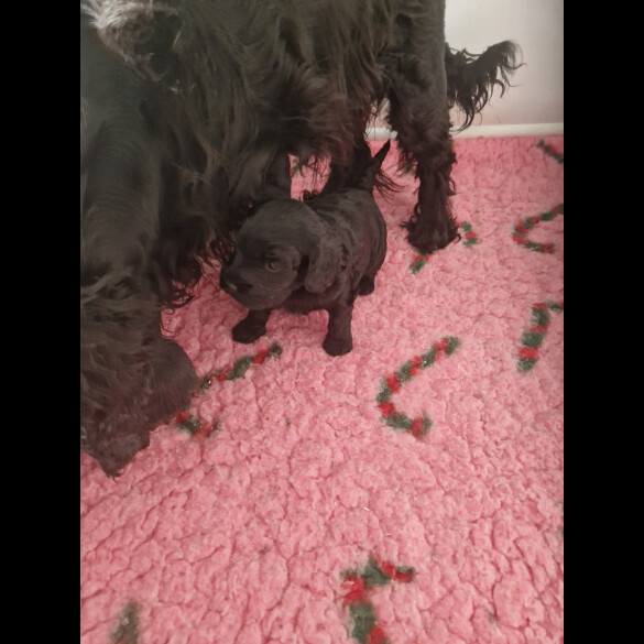 Cockapoo - Bitches
