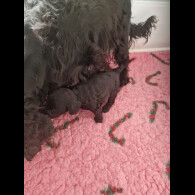 Cockapoo - Bitches