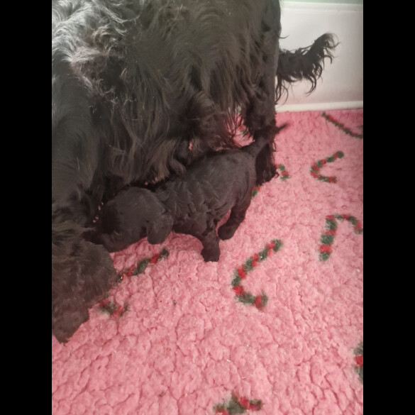 Cockapoo - Bitches