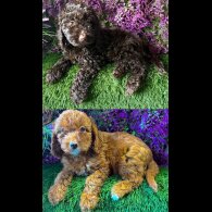 Cockapoo - Both