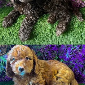 Cockapoo - Both