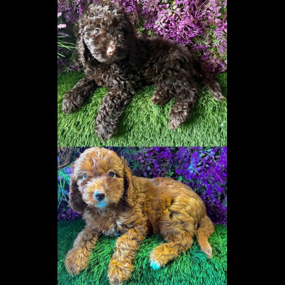 Cockapoo - Both