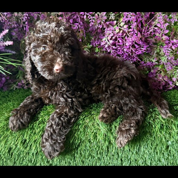 Cockapoo - Both