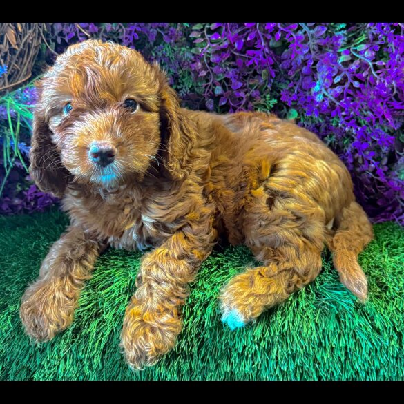 Cockapoo - Both