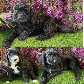Cockapoo - Both
