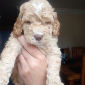 Cockapoo - Both