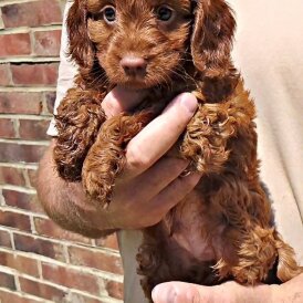 Cockapoo - Both