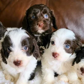 Cockapoo - Both