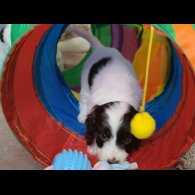 Cockapoo - Both
