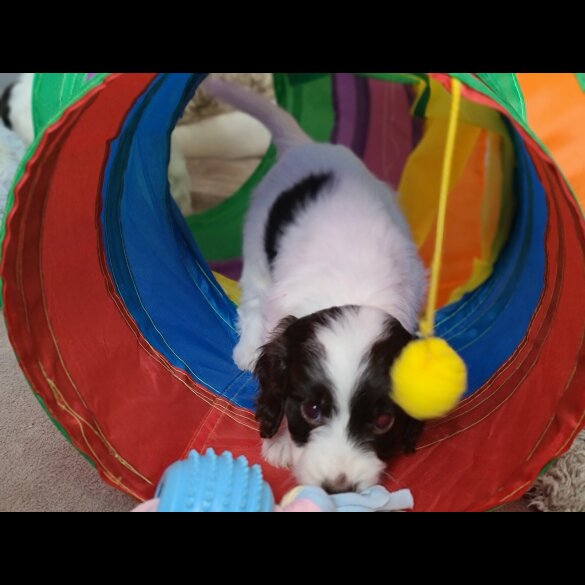 Cockapoo - Both