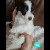 Cockapoo - Both
