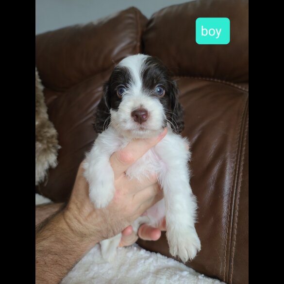 Cockapoo - Both
