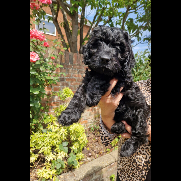 Cockapoo - Bitches