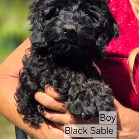 Cockapoo - Both