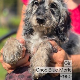 Cockapoo - Both