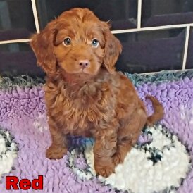 Cockapoo - Both