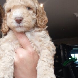 Cockapoo - Both