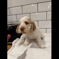 Cockapoo - Both