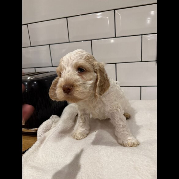 Cockapoo - Both