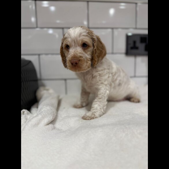 Cockapoo - Both