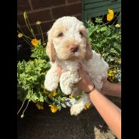 Cockapoo - Both