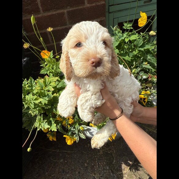 Cockapoo - Both