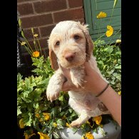 Cockapoo - Both