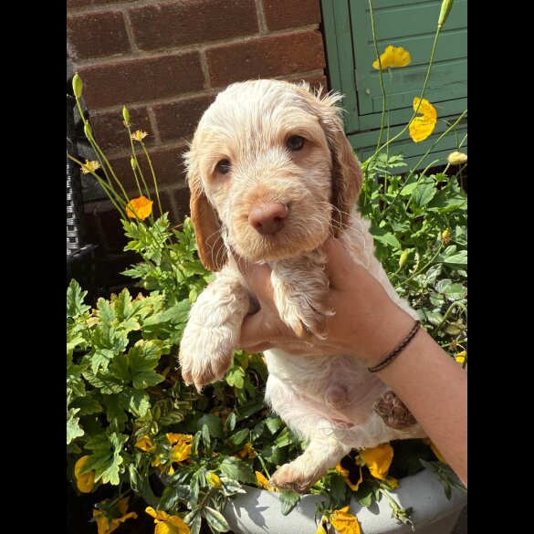 Cockapoo - Both