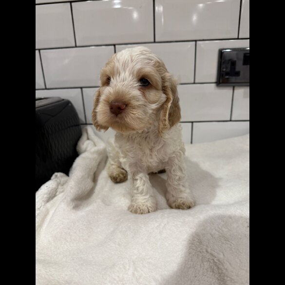 Cockapoo - Both