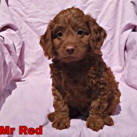 Cockapoo - Both