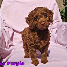 Cockapoo - Both