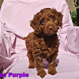 Cockapoo - Both