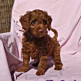 Cockapoo - Both