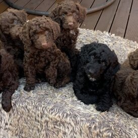 Cockapoo - Bitches