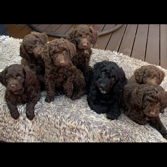 Cockapoo - Bitches