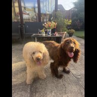 Cockapoo - Bitches