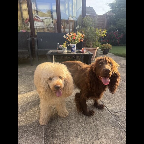 Cockapoo - Bitches