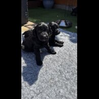 Cockapoo - Bitches