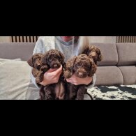 Cockapoo - Bitches