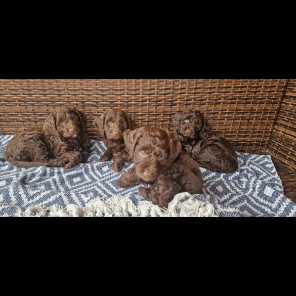 Cockapoo - Bitches
