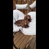 Cockapoo - Bitches